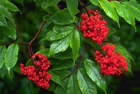 Red-Elderberry-Sambucus-racemosa-Shrub.jpg