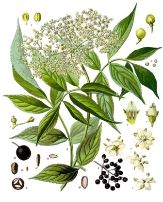 Sambucus_nigra_-_Köhler–s_Medizinal-Pflanzen-127.jpg