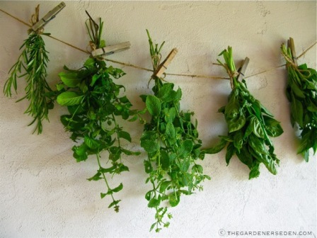 Drying-Herbs-ⓒ-Michaela-at-TGE.jpg