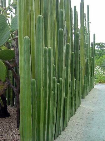 kerítés kapu szomszed vessző kaktusz