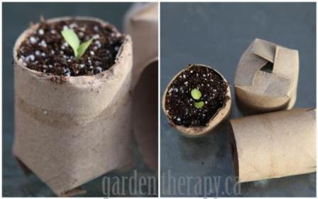 Toilet-paper-tissue-rolls-as-seed-starting-containers-recycle_1.jpg