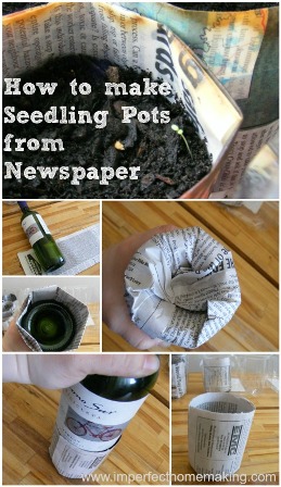 seed pot collage 500px.jpg