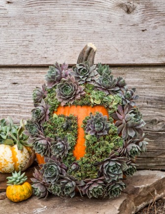 monogram-pumpkin-with-succulents.jpg