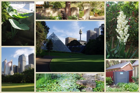 Sydney Botanic Garden4 másolata.jpg