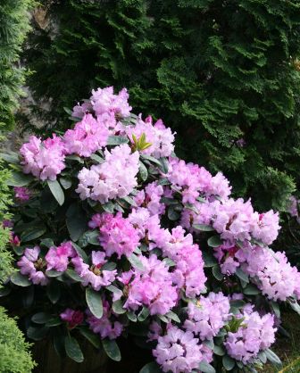 rododendron kép2.JPG
