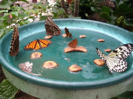 Kerti pillangó fürdő