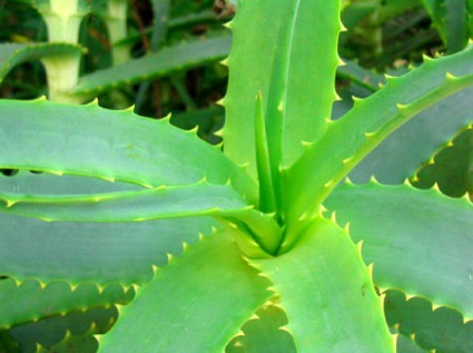 69 kezelési forma Aloe Verával
