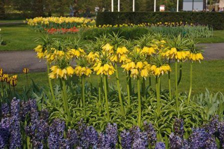 Fritillaria imperialis Maxima Lutea.jpg