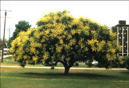 koelruteria_paniculata.jpg