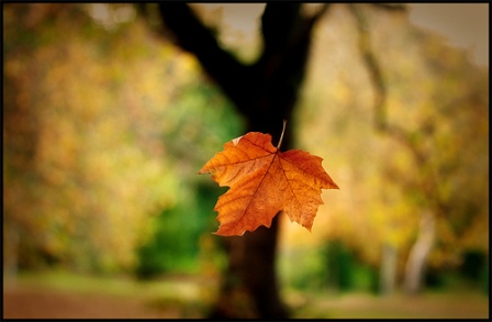falling-leaf.jpg