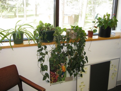 Szobanövények az ablakpárkányon