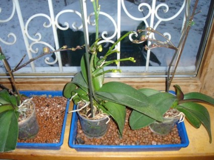 Orchidea párásítása kavicságyon