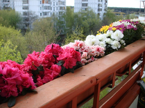 flowers-during-vacation.jpg