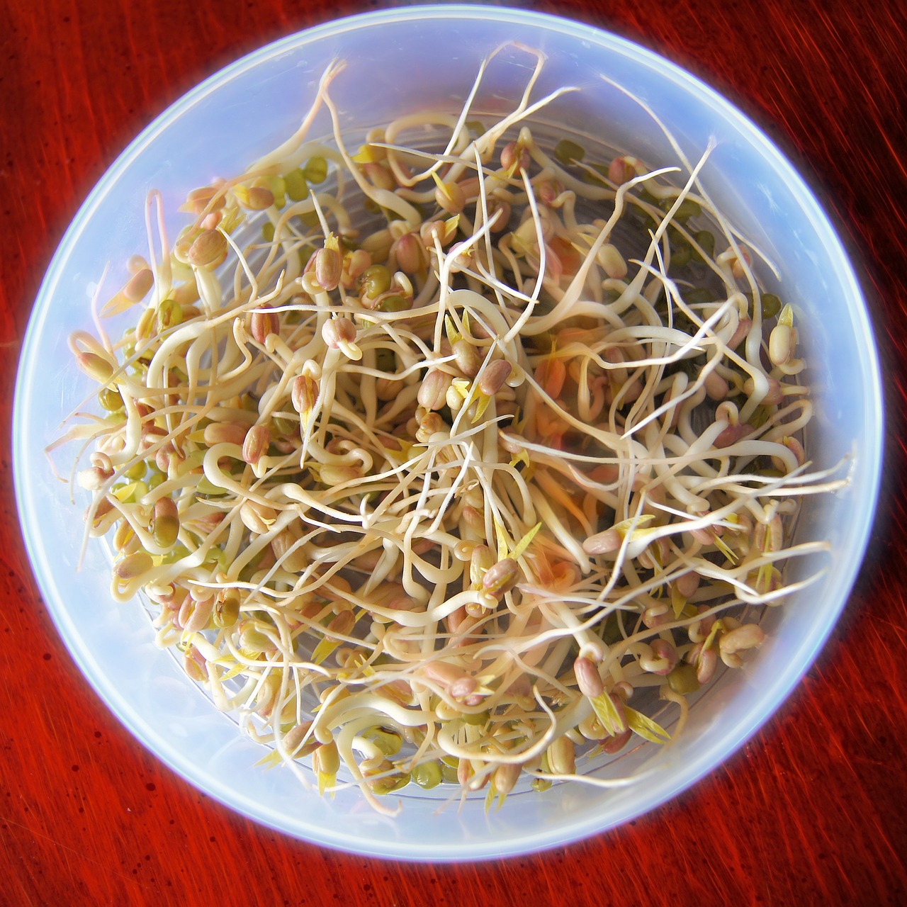 bean-sprouts-657415_1280.jpg
