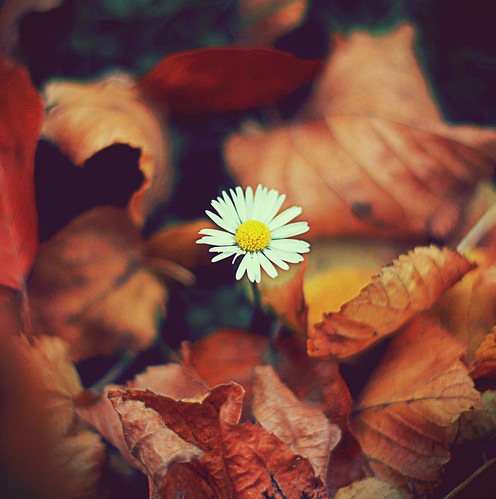 autumn-flower-leaves-photography-pretty-Favim.com-103661.jpg
