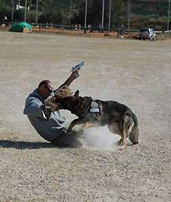 attackdog.jpg