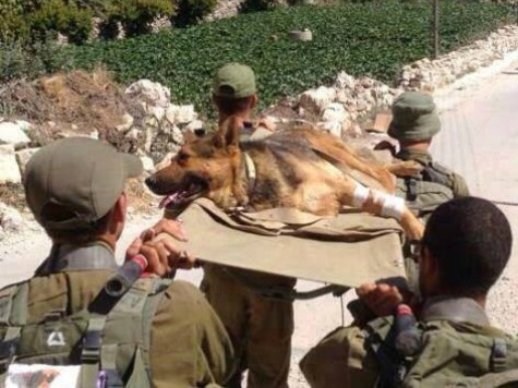 wounded-dog-facebook_1.jpg