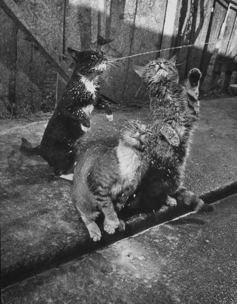 003nat_farbman1954.jpg