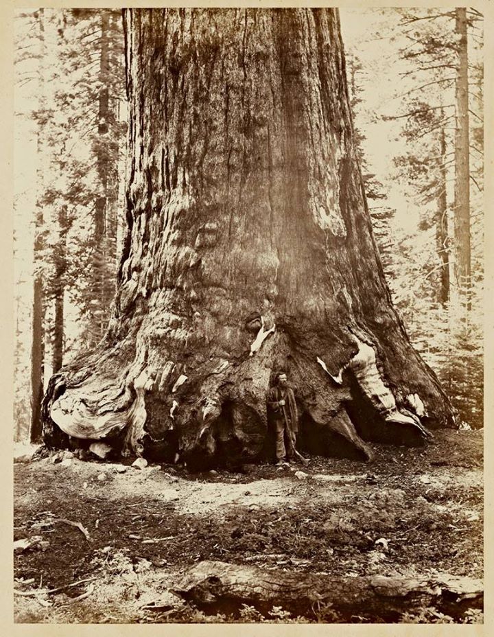 Watkins186566.jpg