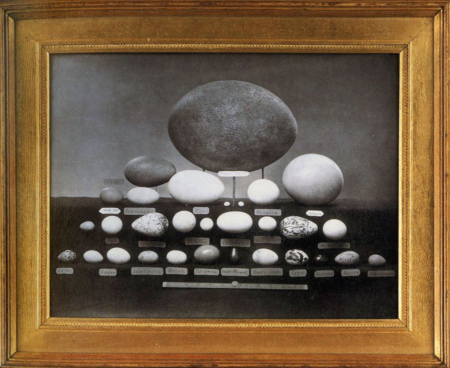 Anon Eggs c.1880.jpg