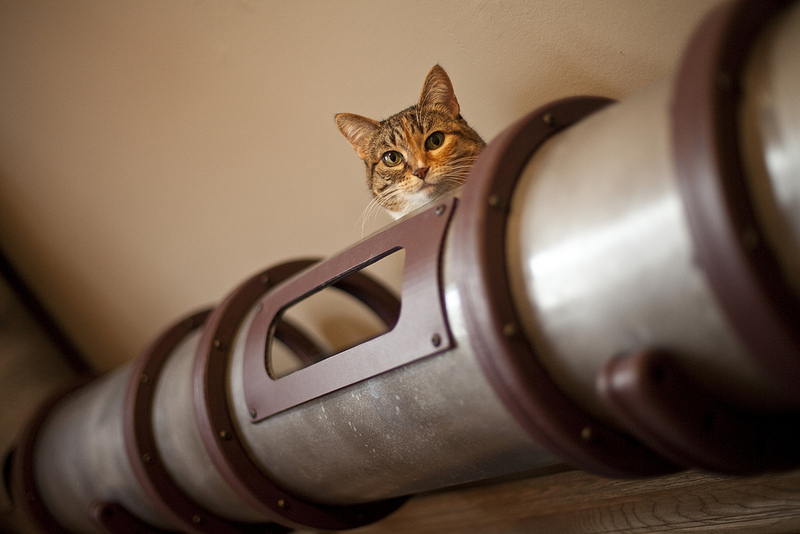 Steampunk macskaság egy kaliforniai lakásban...