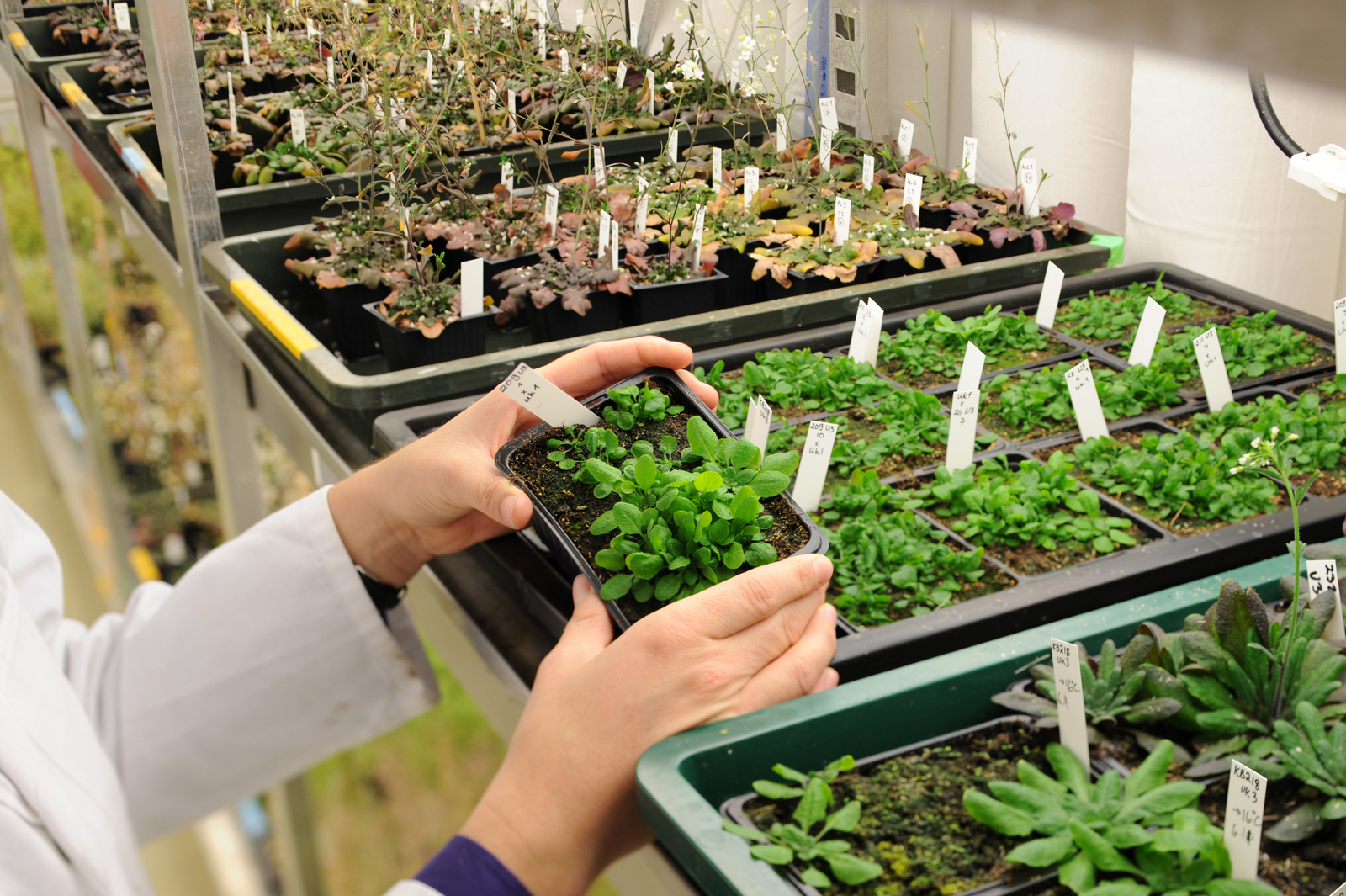 Arabidopsis_thaliana.jpg