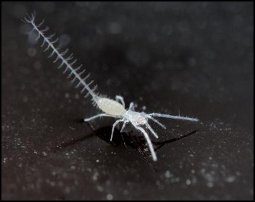 Eukoenenia spelaea (Peyerimhoff, 1902) – Ardovská Cave, Slovak Karst. Photo: Ľ. Kováč and V. Kóňa.