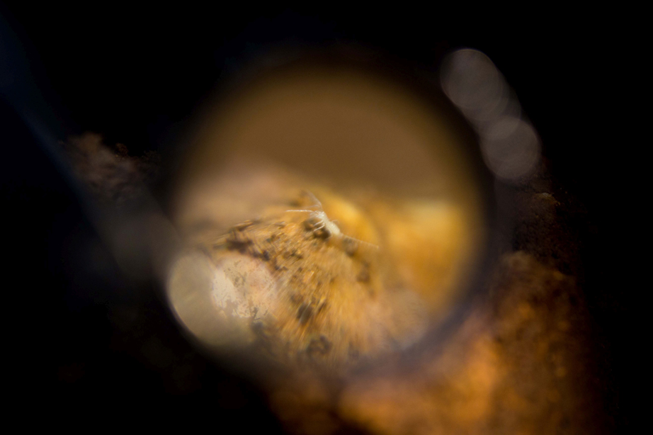 „Művészi portré” lupén át (erős nagyító) egy barlangi szálfarkú (Eukoenenia spelaea) példányról. Fotó: Balázs Gergely