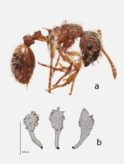 A Debreceni Egyetem kutatói a Kárpát-medencére új gombafajt találtak a gyűjteményi hangyák testén