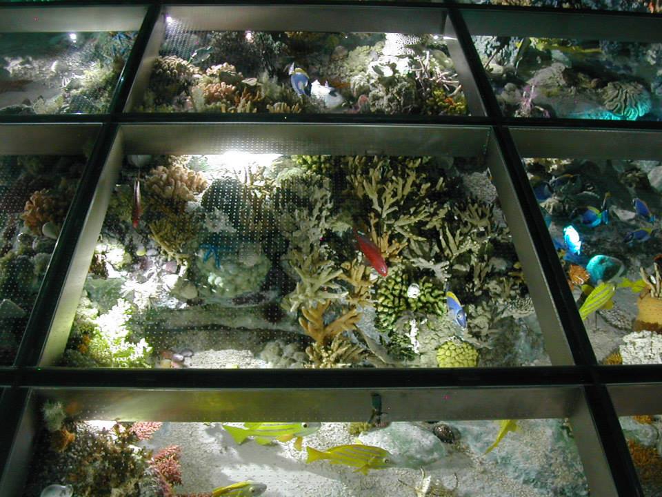 A korallzátony