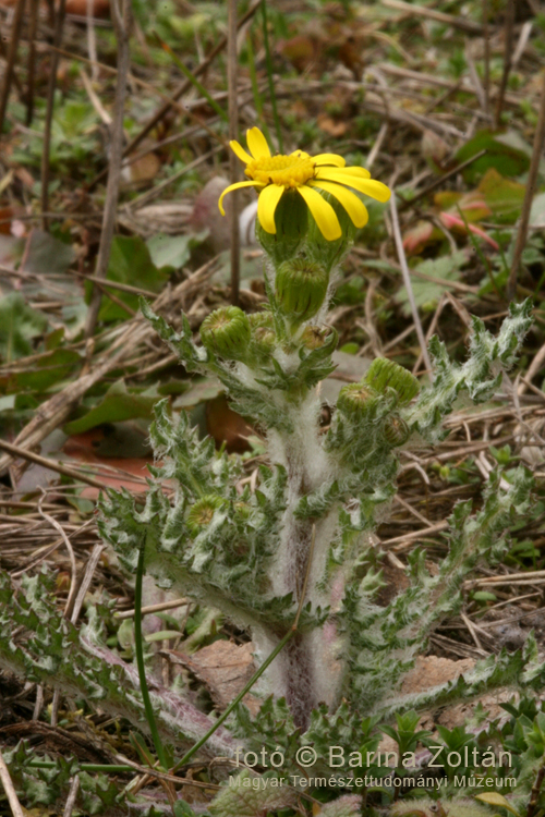 Tavaszi aggófű (Senecio vernalis)