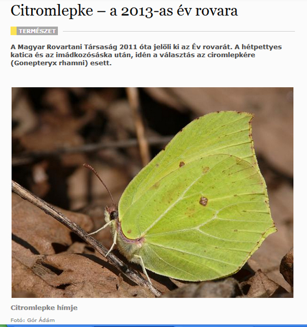 2013-as év rovara (Citromlepke), a National Geographic oldalain