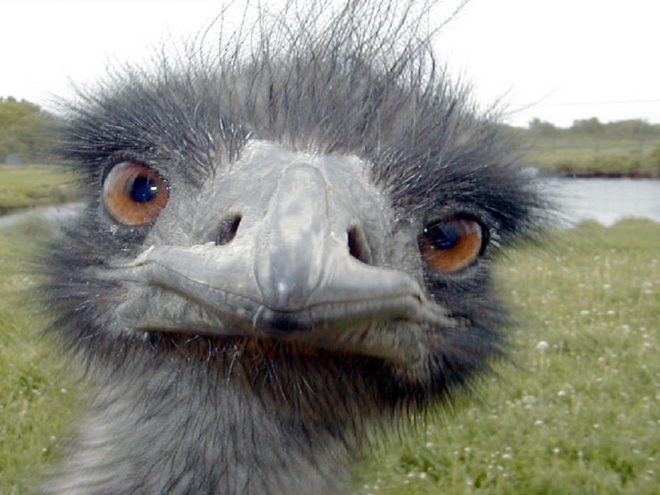 az emu olaj jó az öregedés ellen