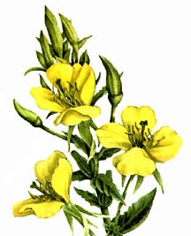 evening_primrose_eng.JPG