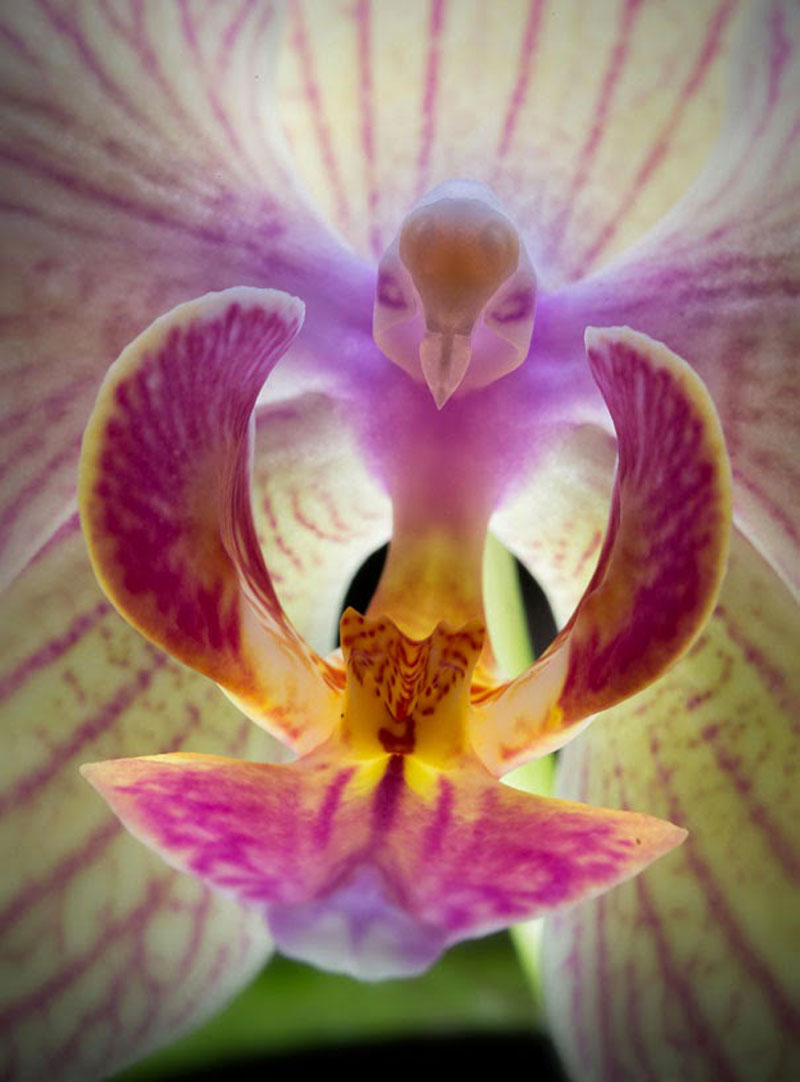 Moth-Orchid-Phalaenopsis-17-Flowers-That-Look-Like-Something-Else2.jpg