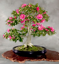 camellia_bonsai1.jpg
