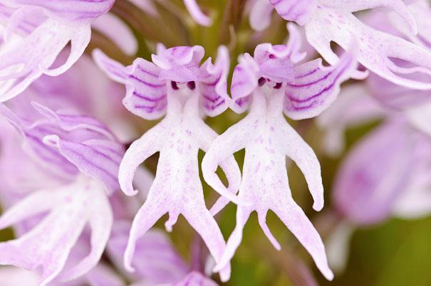 flowers-look-like-animals-people-monkeys-orchids-pareidolia-18.jpg