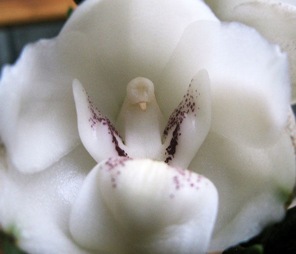 flowers-look-like-animals-people-monkeys-orchids-pareidolia-43.jpg