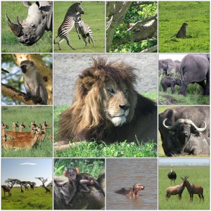 kenya-africa-safari-big-five-300x300.jpg