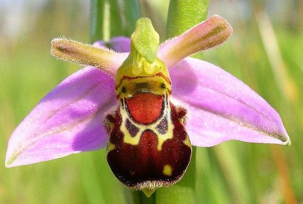 laughing-bumble-bee-orchid-ophrys-bomybliflora.jpg