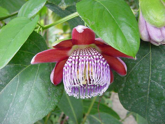Passiflora_alata1MTFL.jpg