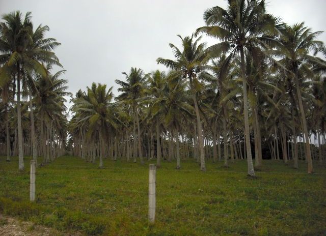 coconut-plantation-port-vila-vanuatu_1152_12881737512-tpfil02aw-25783.jpg