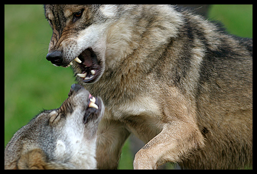 http://m.cdn.blog.hu/pi/piroslapok/image/illusztracio/wolves_fighting_farkas_harc_kuzdelem.jpg