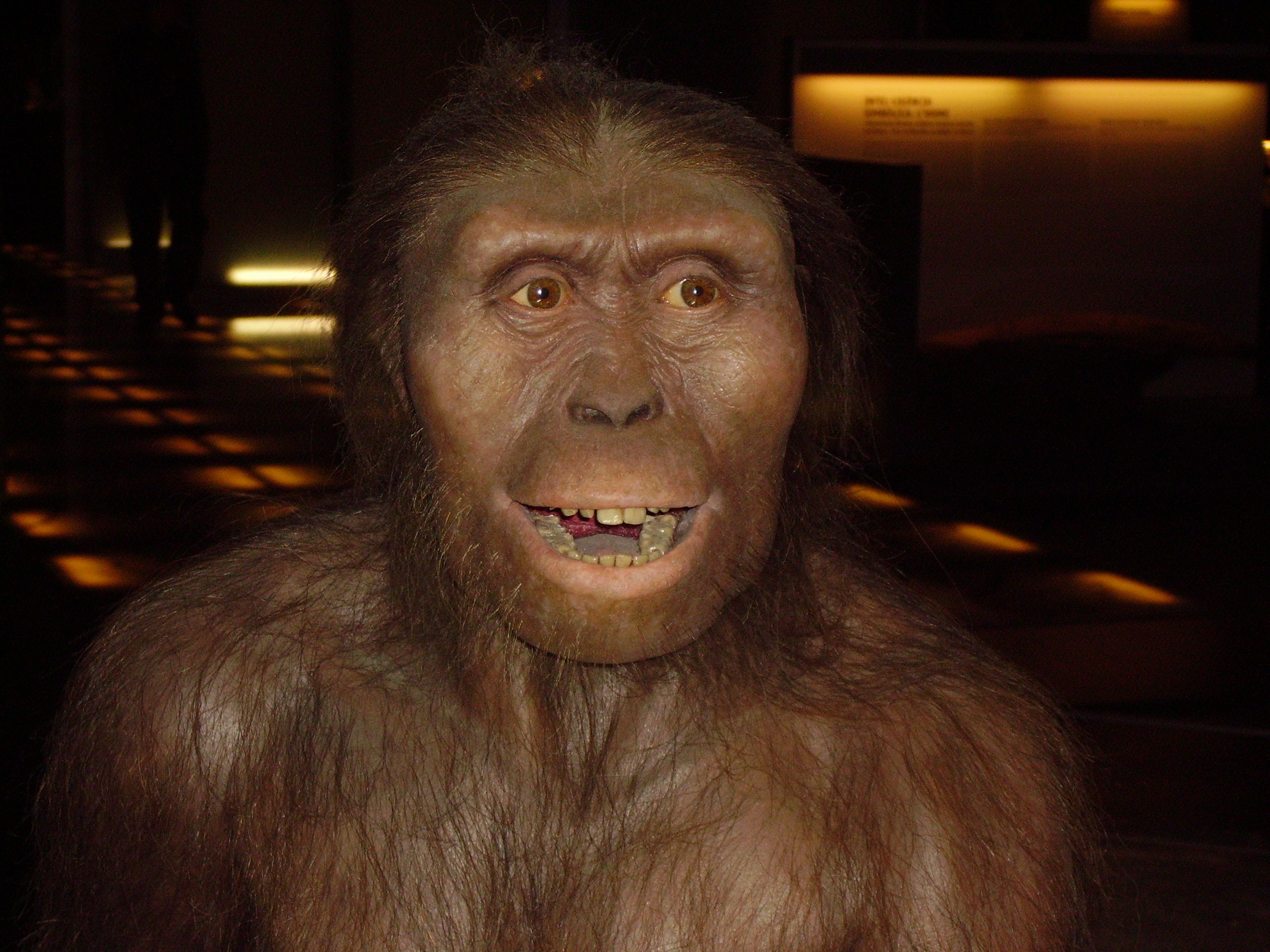 australopithecus_afarensis.JPG