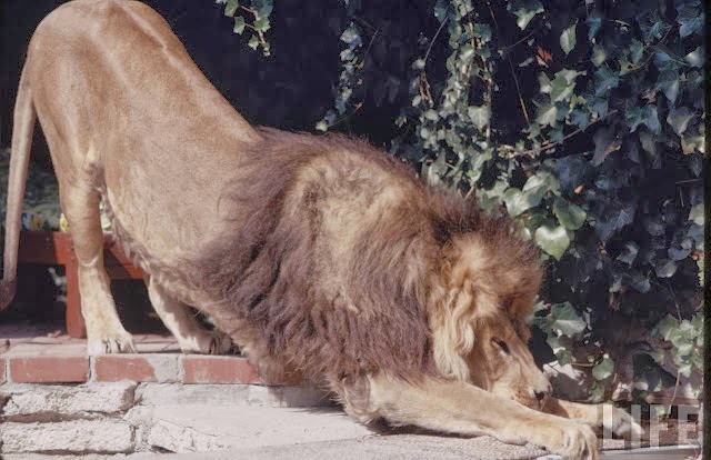 Living with a Lion, ca. 1970s (13).jpg