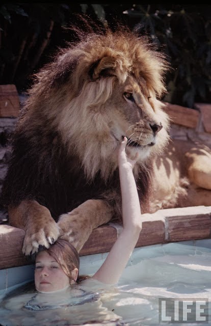 Living with a Lion, ca. 1970s (15).jpg