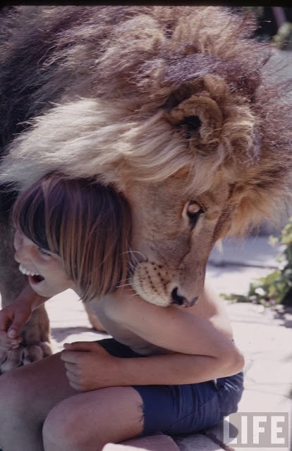 Living with a Lion, ca. 1970s (16).jpg