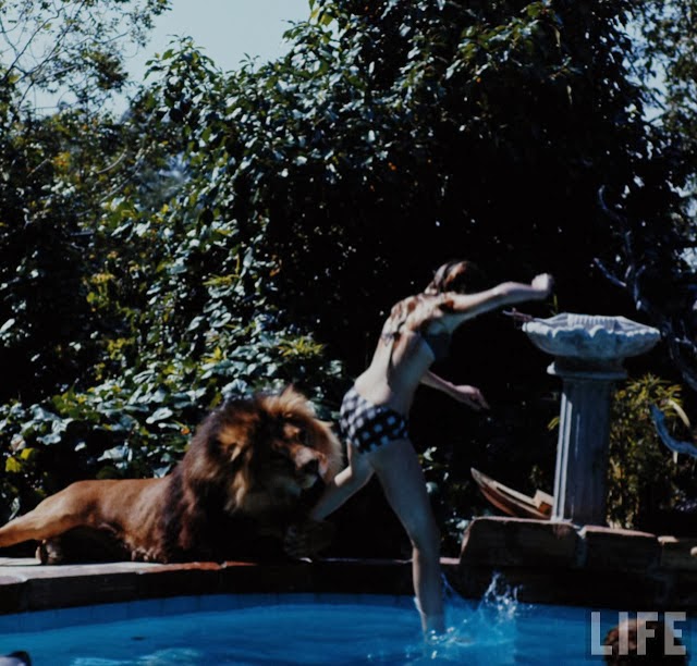 Living with a Lion, ca. 1970s (17).jpg
