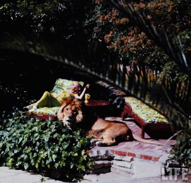 Living with a Lion, ca. 1970s (19).jpg