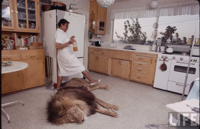 Living with a Lion, ca. 1970s (3).jpg